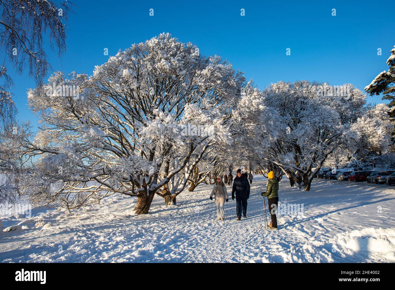 Outdoor recreation under snow covered trees on sunny winter day in Munkkiniemi district of Helsinki, Finland Stock Photo