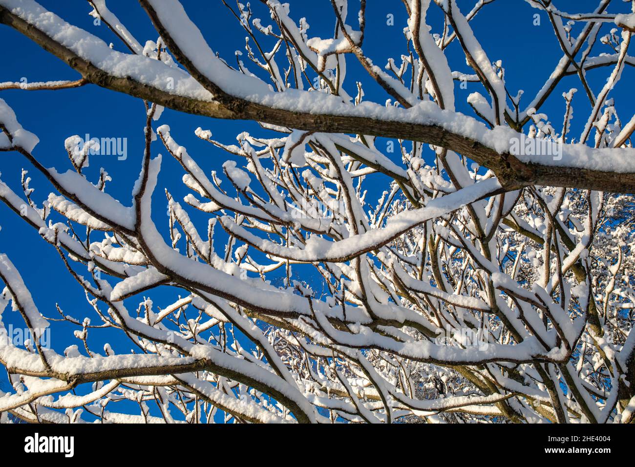 Snow covered tree branches against clear blue sky on a sunny winter day Stock Photo