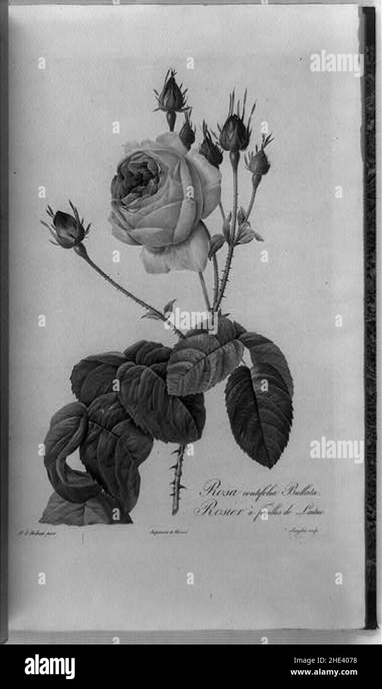 Feuilles de laitue hi-res stock photography and images - Alamy, image size:772x1390