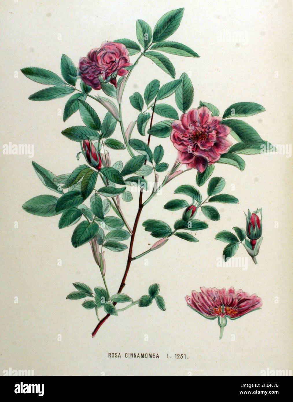 Rosa cinnamomea — Flora Batava — Volume v16. Stock Photo