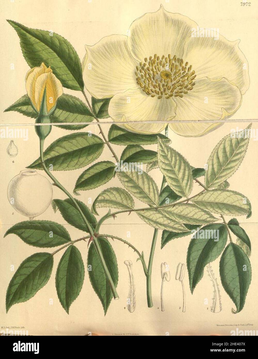 Rosa gigantea. Stock Photo