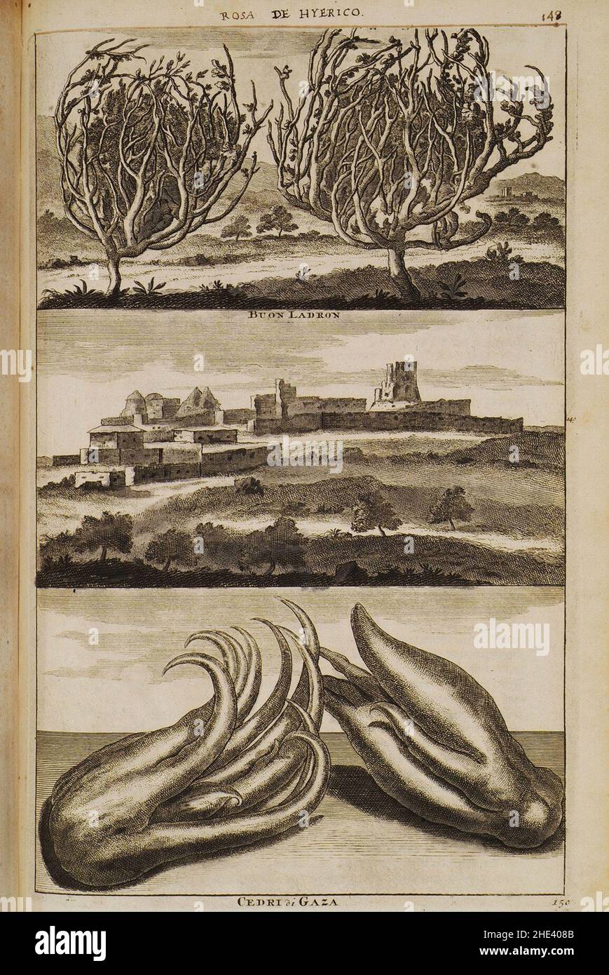 Rosa de Hyerico (148), Buon Ladron (149), Cedri di Gaza (150) - Bruyn Cornelis De - 1714. Stock Photo
