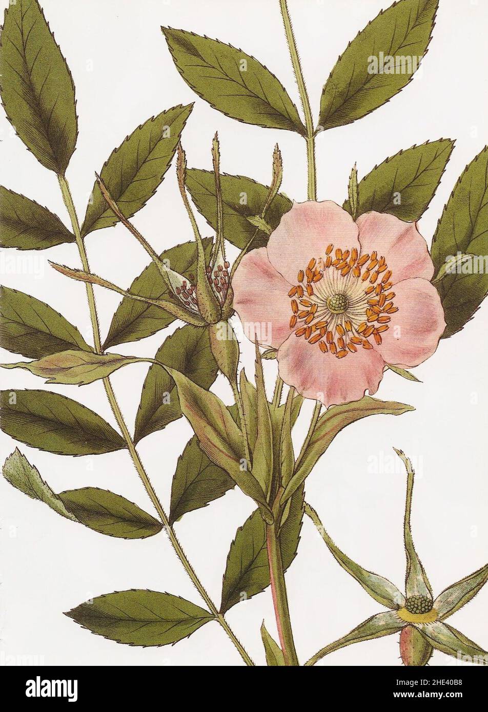 Rhs Rosa Helen Rosa macrophylla RHS Stock Photo - Alamy