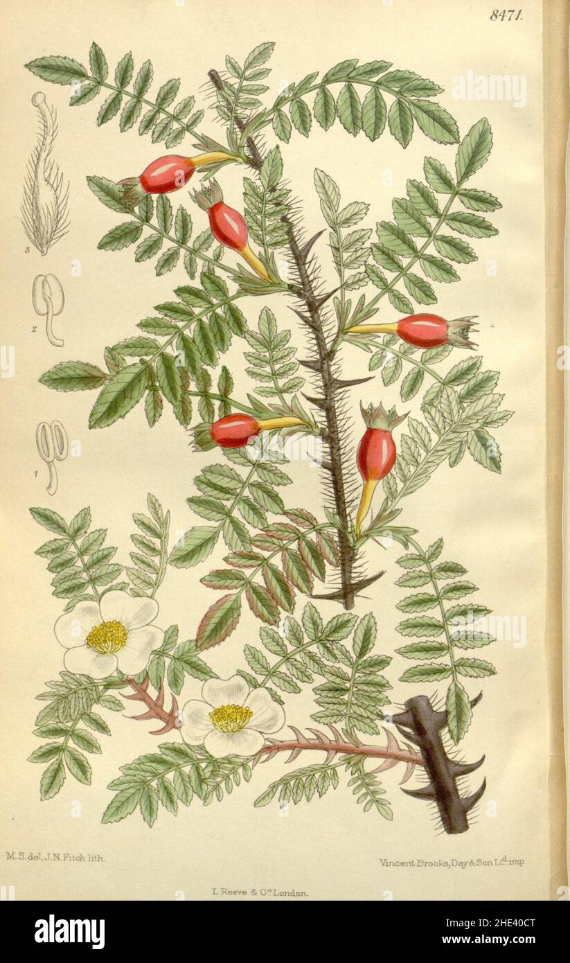 Rosa omeiensis 138-8471. Stock Photo