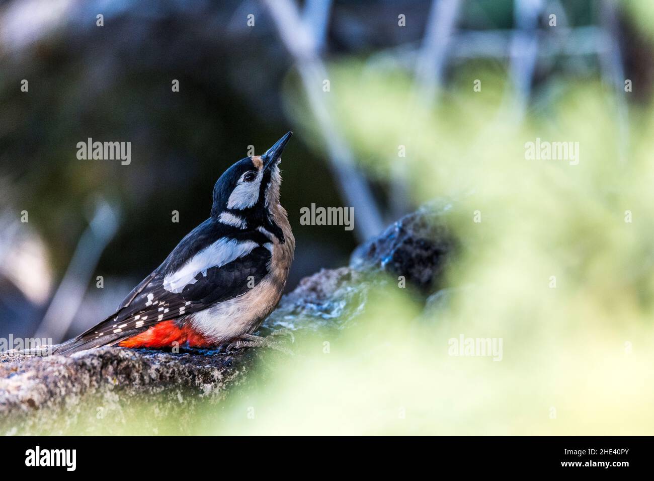 Great spotted woodpecker of the canariensis subspecies (Dendrocopos major canariensis) photographed in Tenerife, at the edge of a water point. Stock Photo