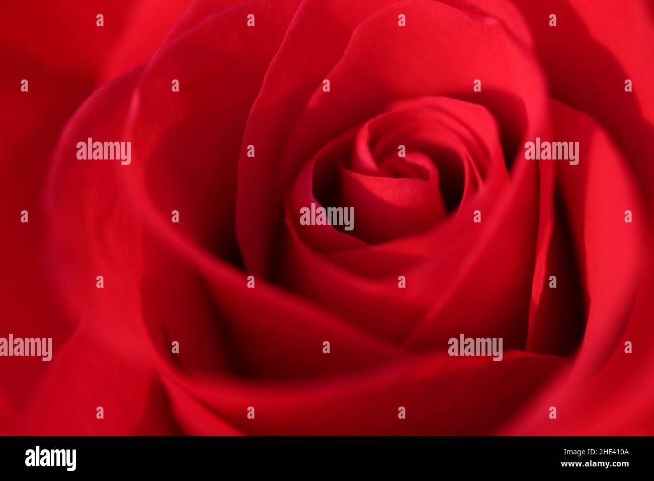 Soft macro closeup of a red rose Stock Photo
