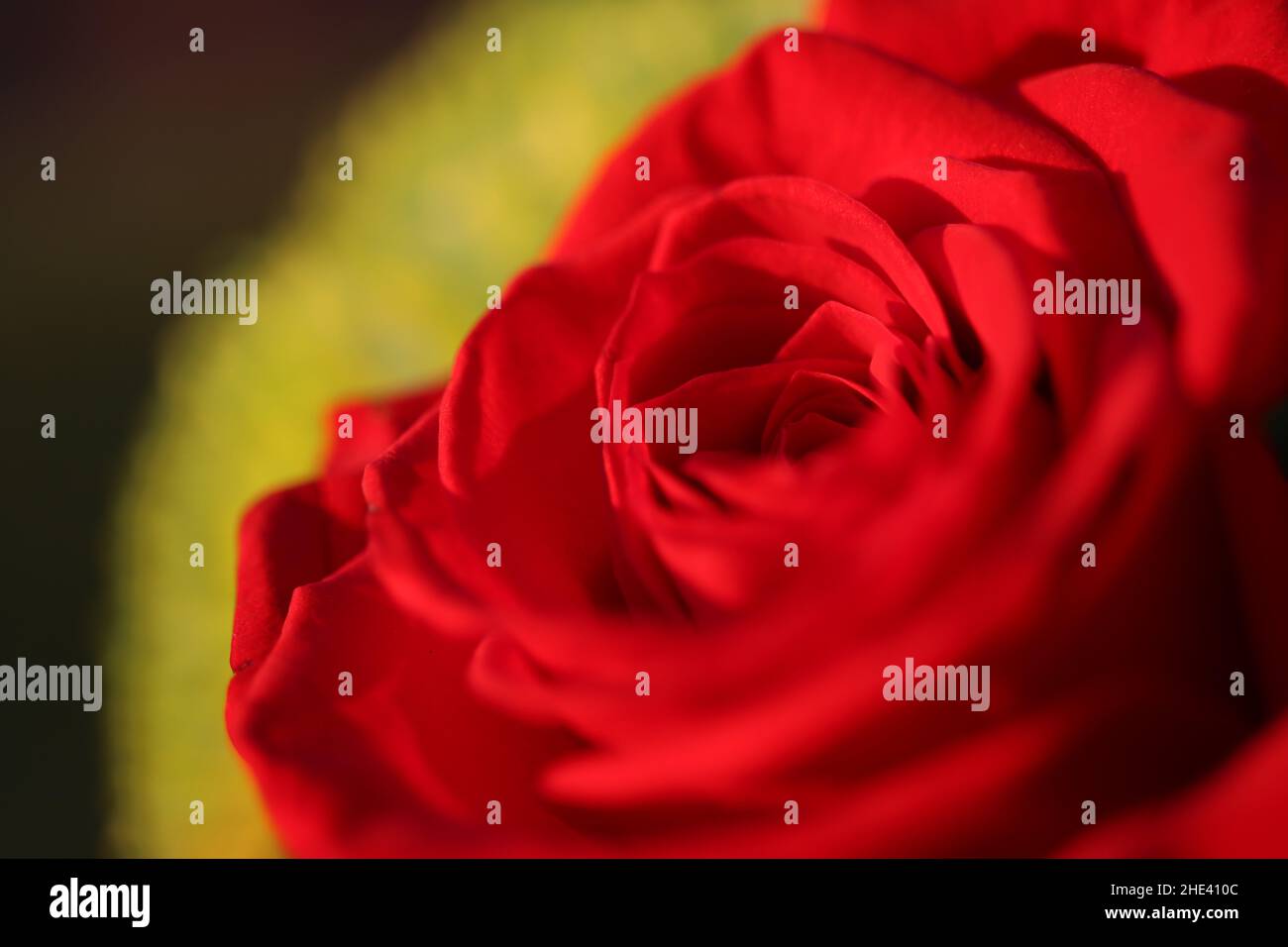 Closeup of a red rose in bloom Stock Photo