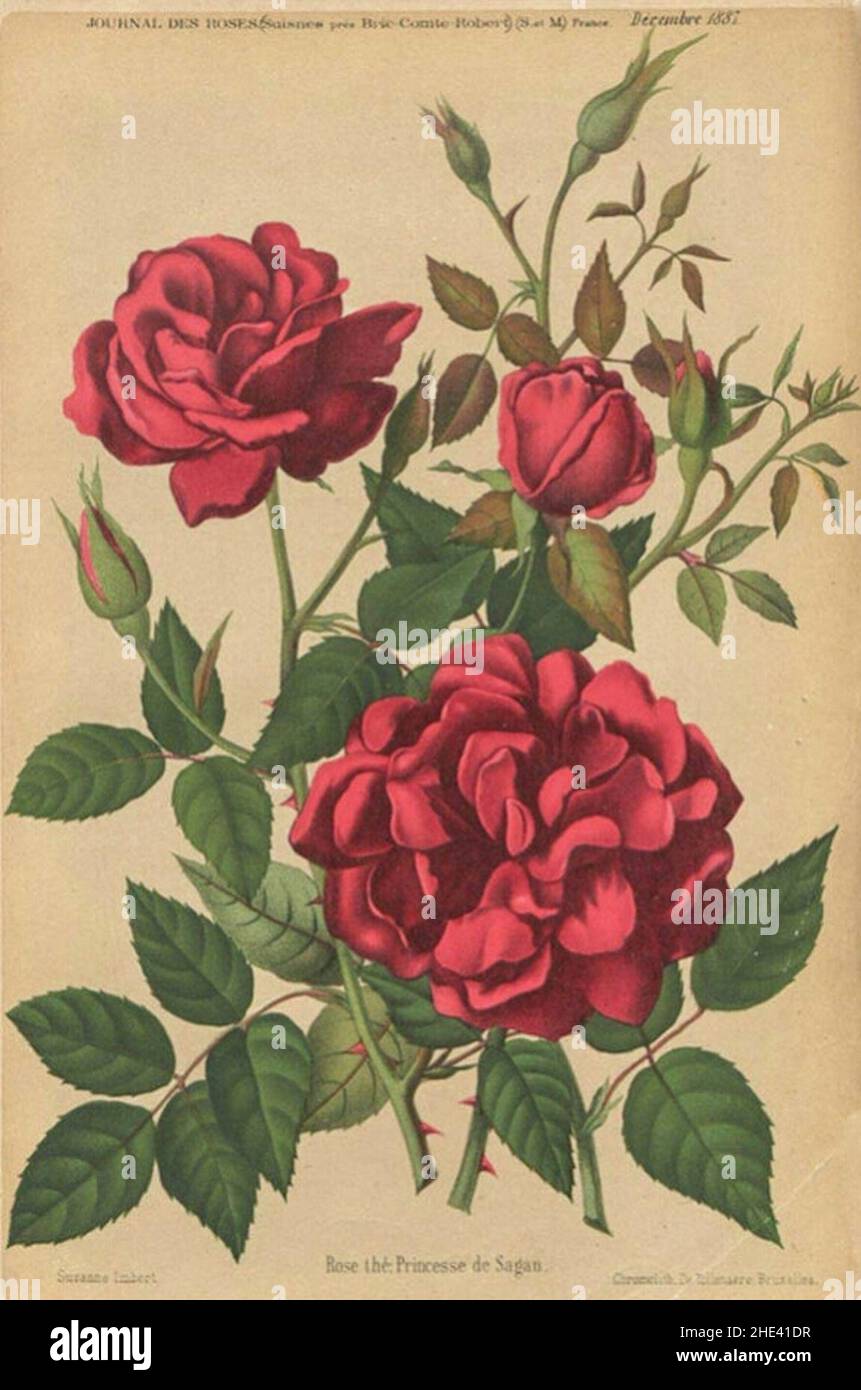 Rose Princesse de Sagan 1883 Stock Photo - Alamy
