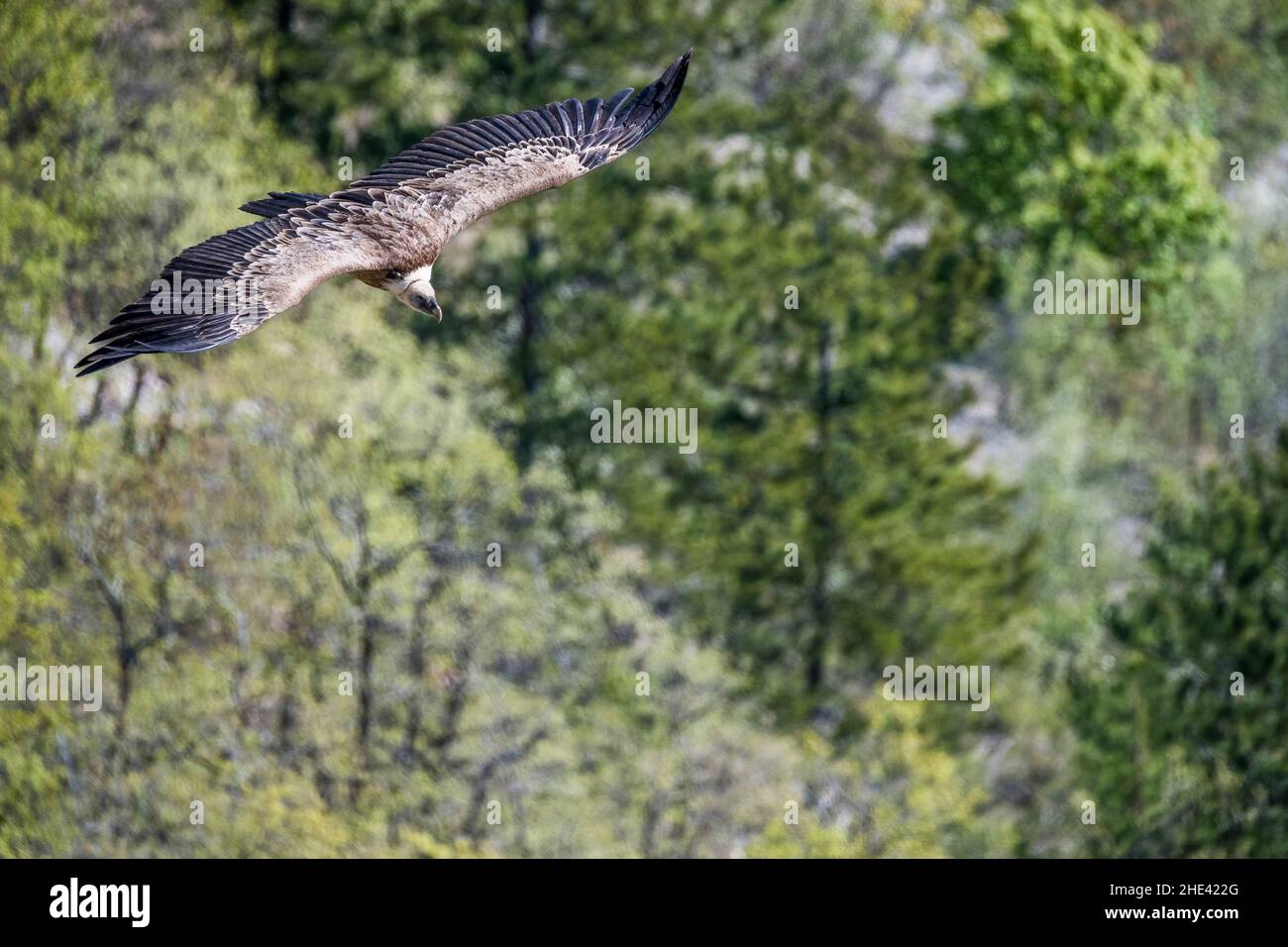 Griffon Vulture (Gyps fulvus), in flight. Stock Photo