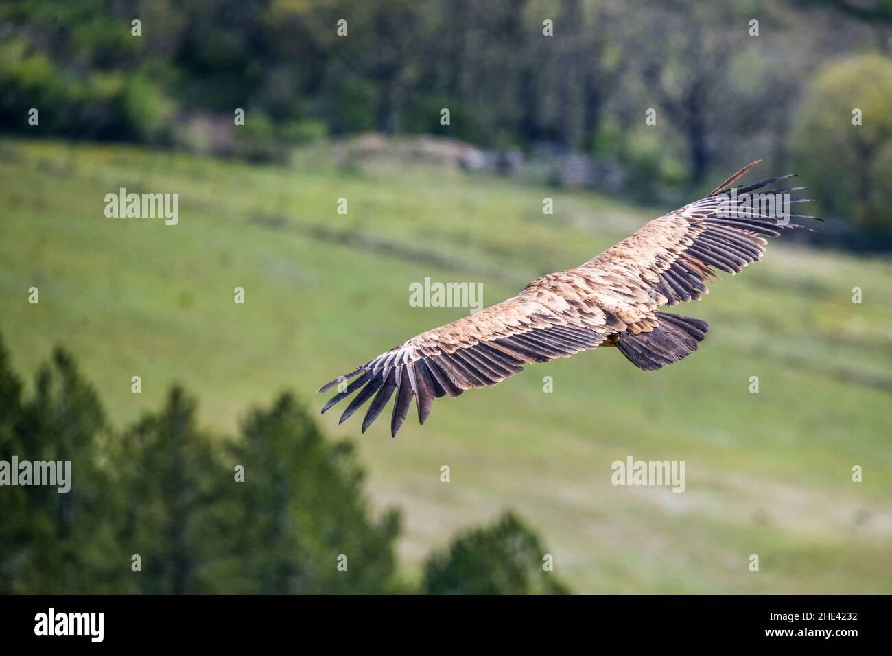 Griffon Vulture (Gyps fulvus), in flight. Stock Photo