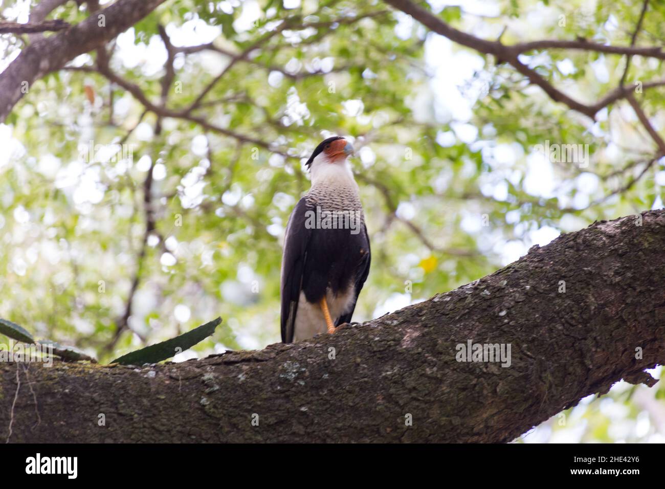 Santa Rosa National Park Costa Rica Stock Photo Alamy