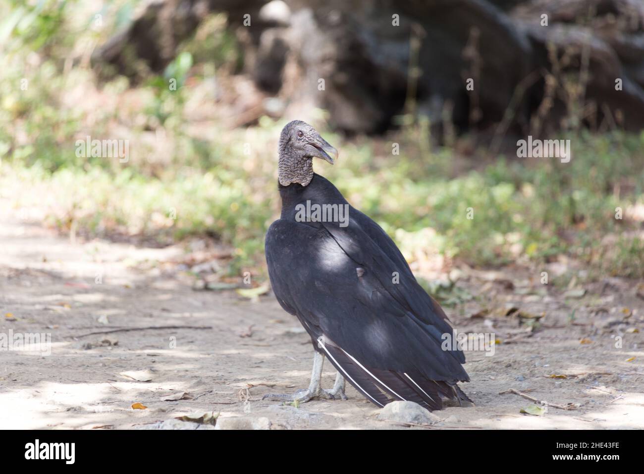 Costa Rica Arenal Volcano Area Stock Photo - Alamy