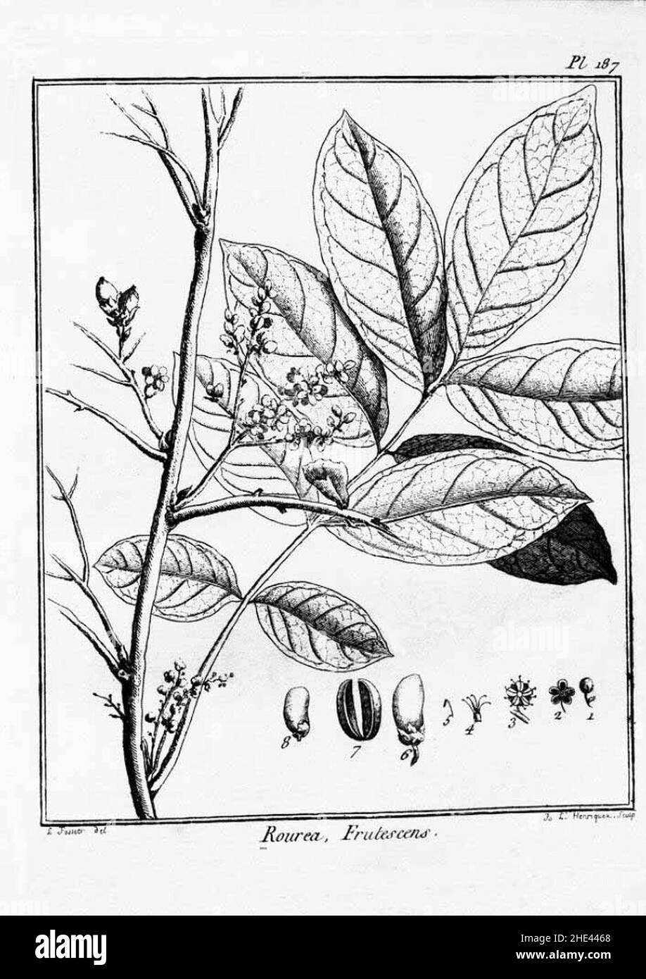 Rourea frutescens. Stock Photo