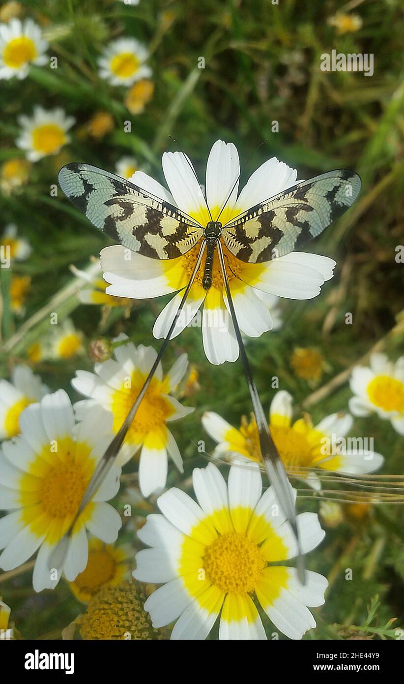 A big colorful butterfly on a big daisy and daisies background with blur effect, selected focus Stock Photo