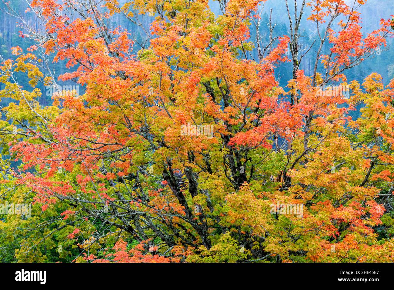 Brilliant fall colors along the Columbia River Gorge; Oregon; USA Stock Photo