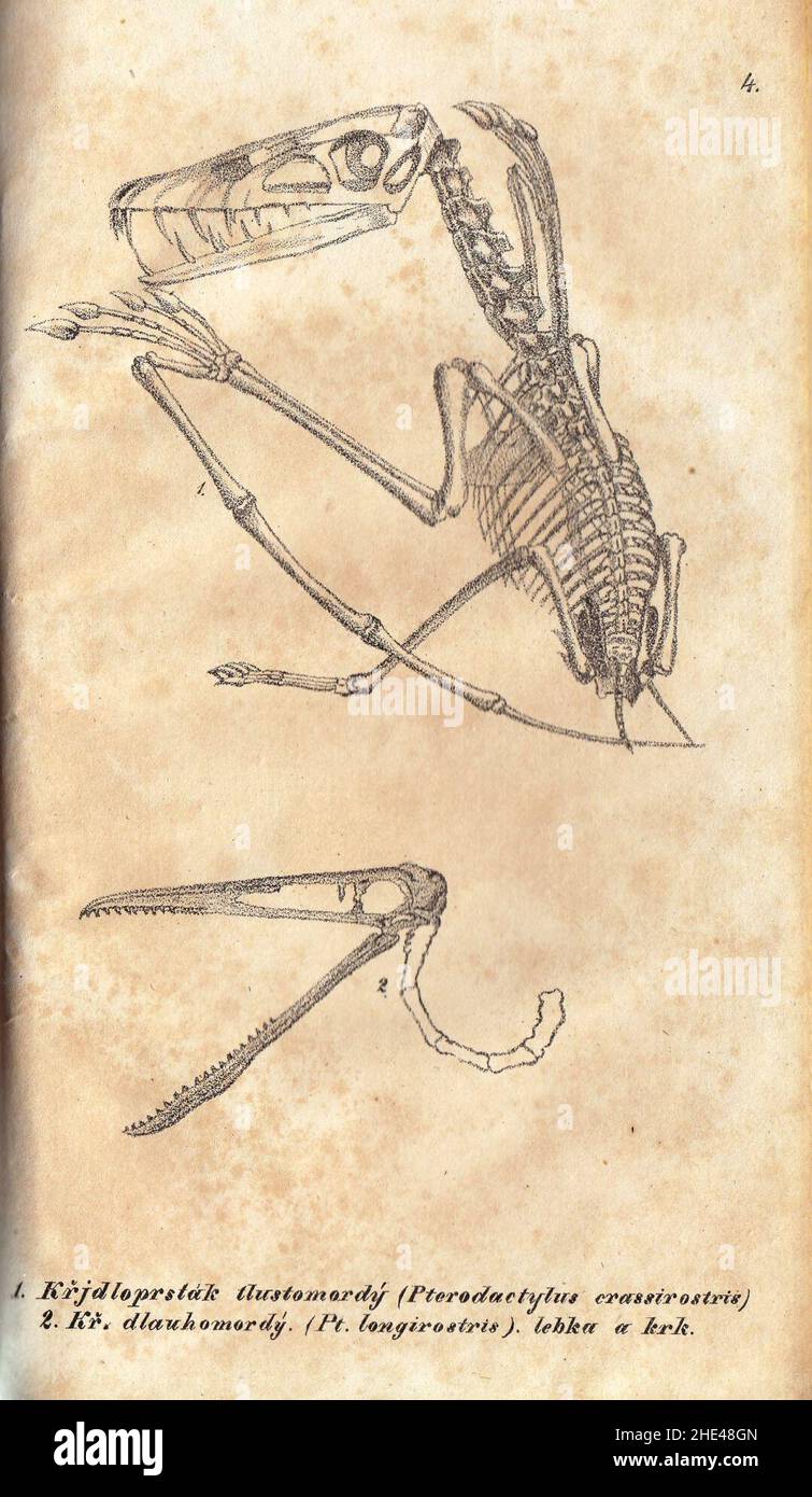 Rozprawa o přewratech kůry zemnj, Pterodactylus. Stock Photo
