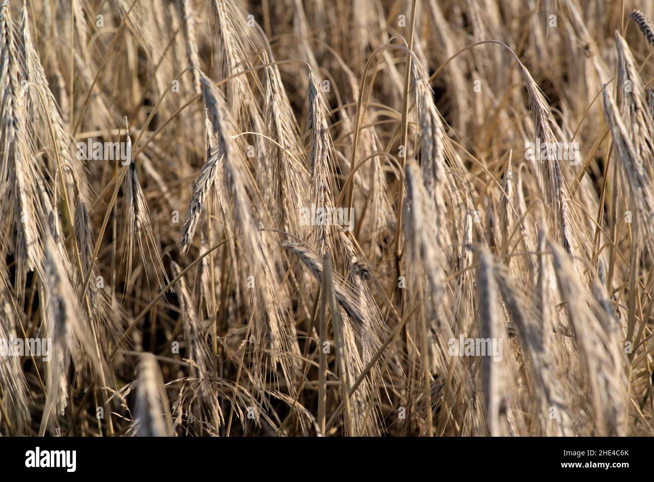 Wheat field before harvest Stock Photo - Alamy