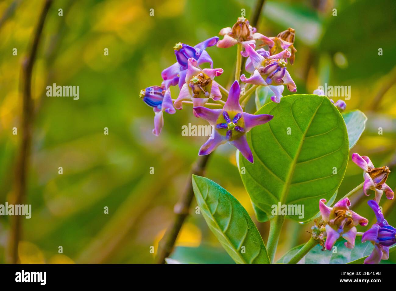Closeup shot of the purple crown flowers (Calotropis gigantea). Waimea