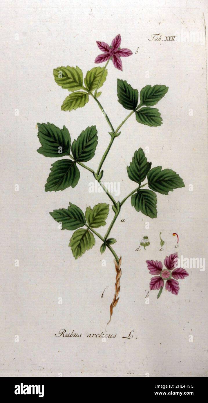 Rubus arcticus Ypey17. Stock Photo