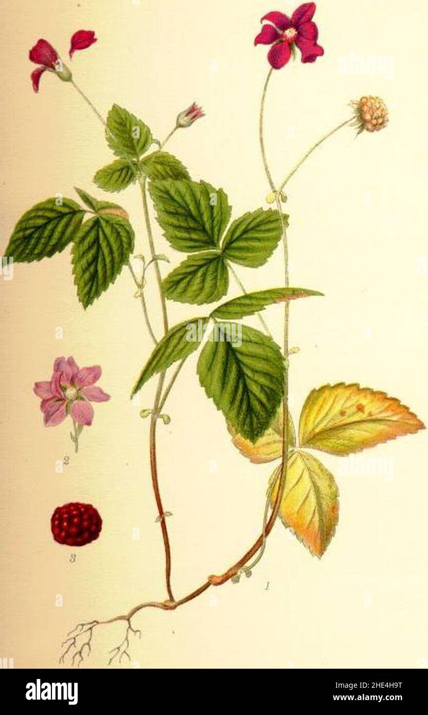 Rubus arcticus åkerbär. Stock Photo
