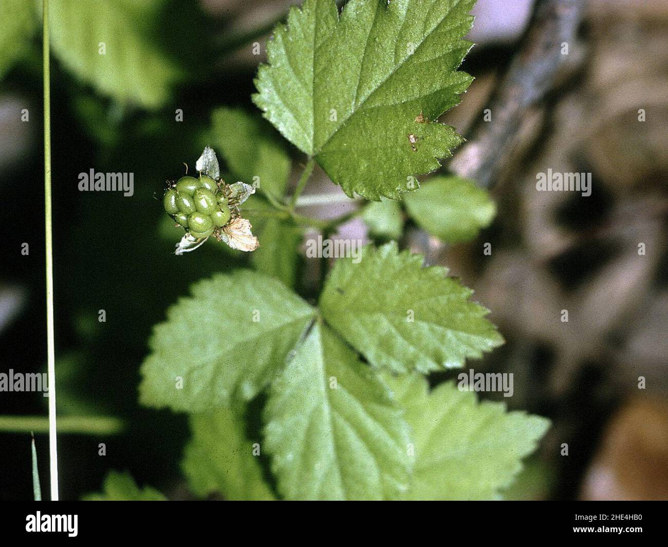 Rubus flagellaris NRCS-2. Stock Photo