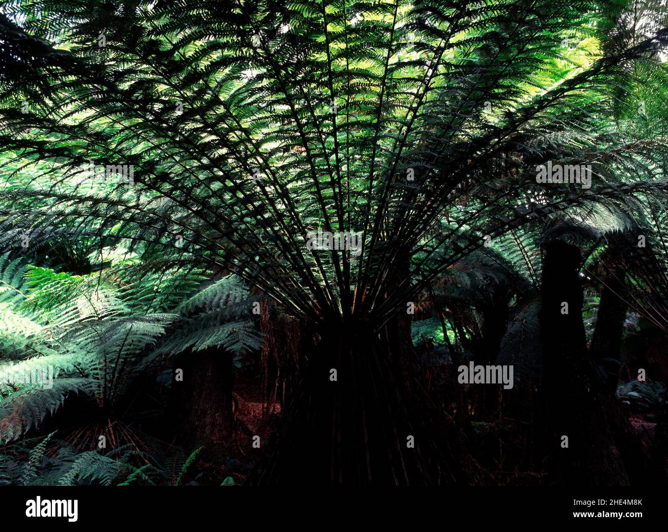 Tree Fern, Tasmania, Australia Stock Photo Alamy