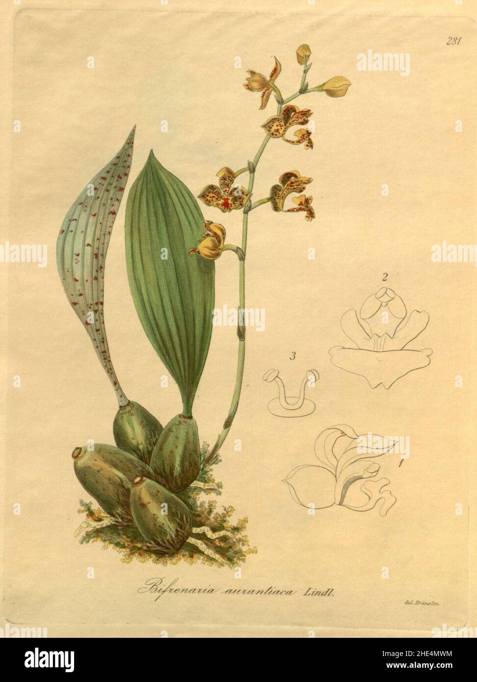 Rudolfiella (Bifrenaria) aurantiaca - Xenia vol. 3 (1900) pl. 281. Stock Photo