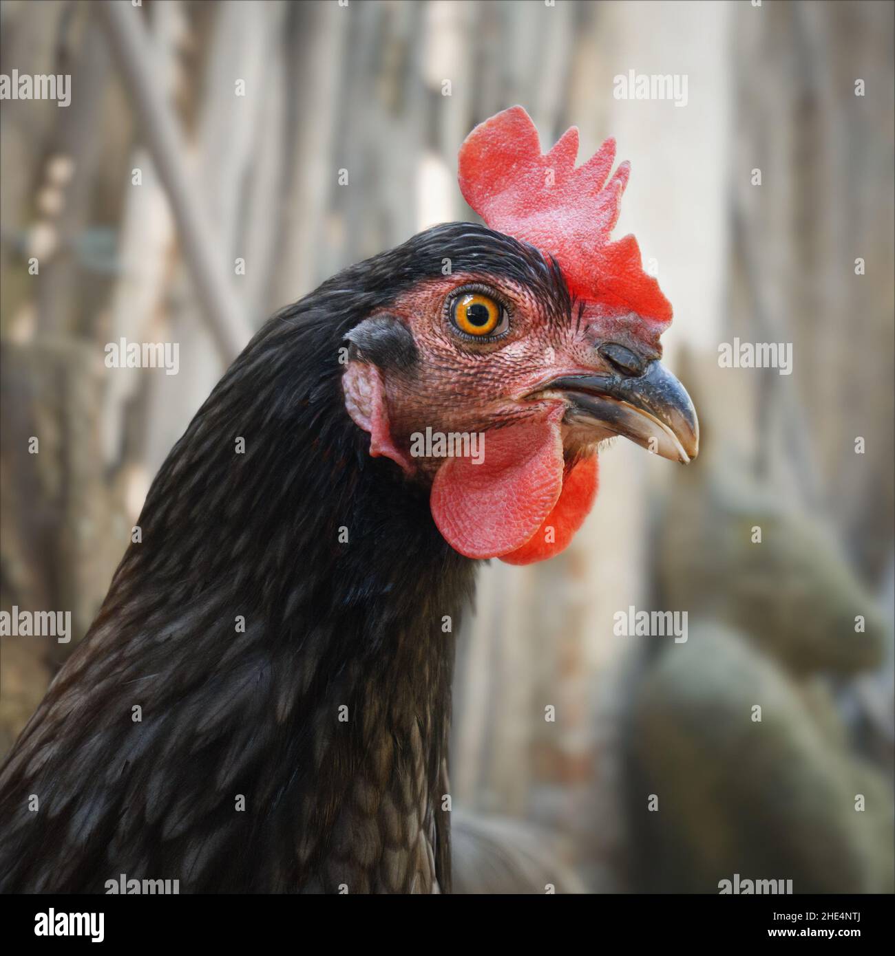 An image of a beautiful Koenigsberg chicken portrait Stock Photo