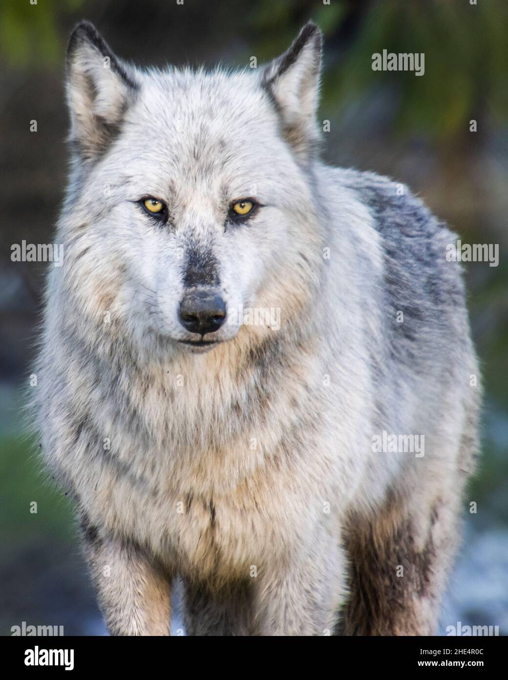 womens white wolf grey