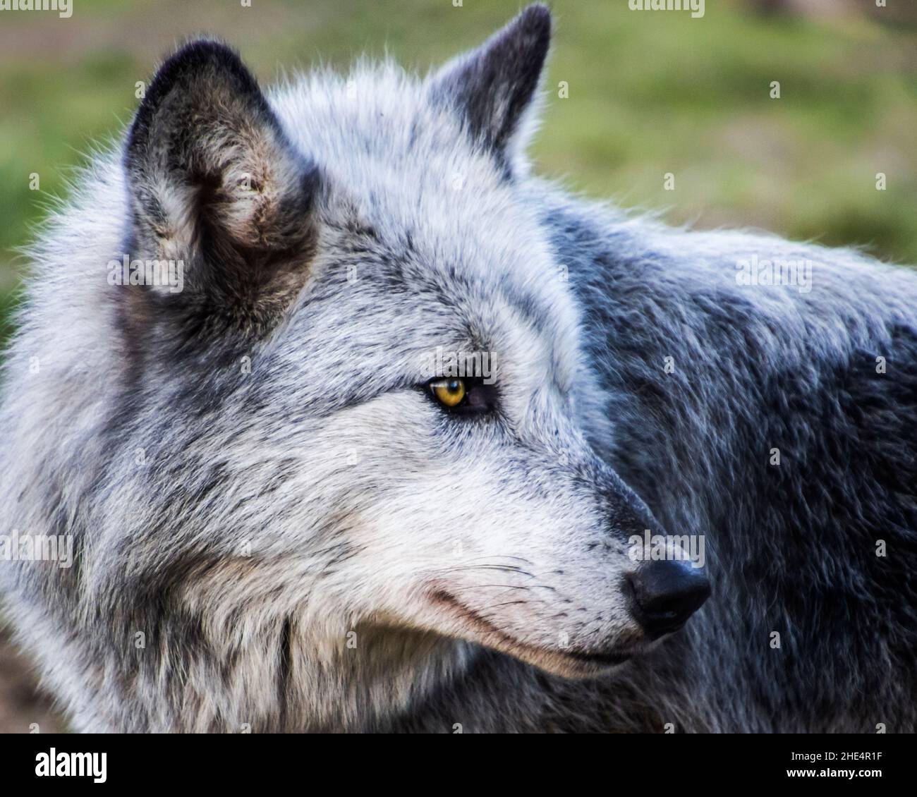 Beautiful female timber wolf autumn portrait. Grey and white body with ...