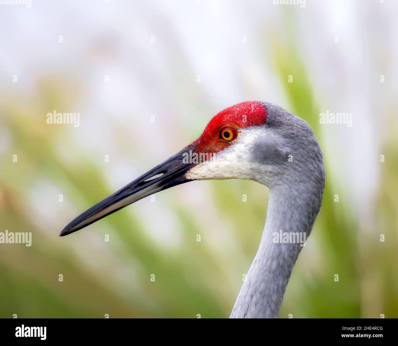 Sand Hill Crane Head Shot with Beautiful Background Stock Photo Alamy