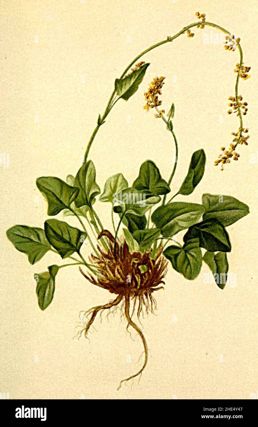 Rumex nivalis Atlas Alpenflora. Stock Photo