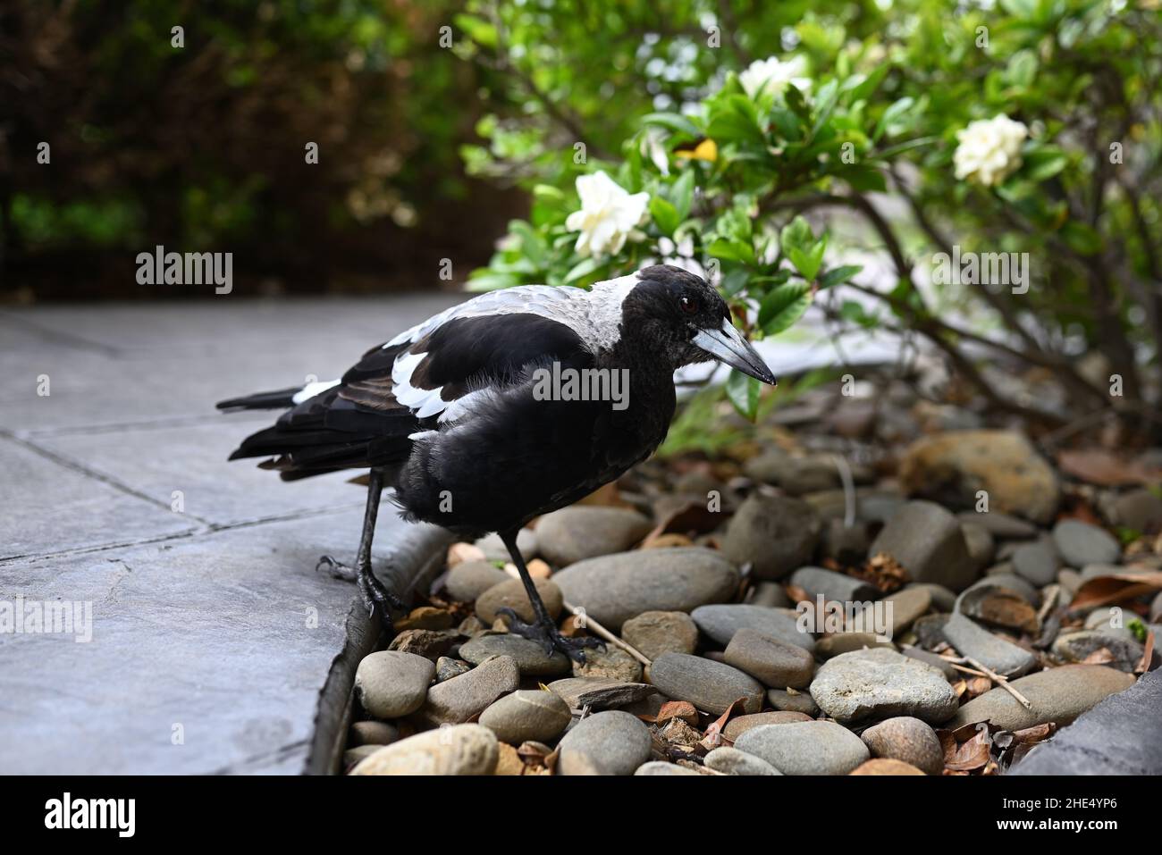 Australian magpie stepping into a stone-covered flower bed, with a gardenia bush in the background Stock Photo
