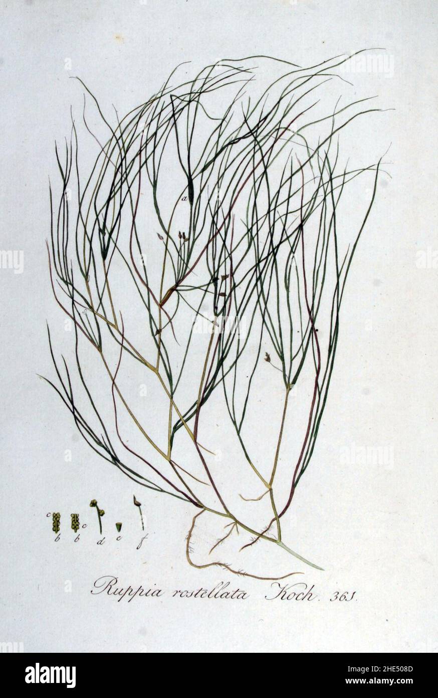 Ruppia rostellata — Flora Batava — Volume v5. Stock Photo