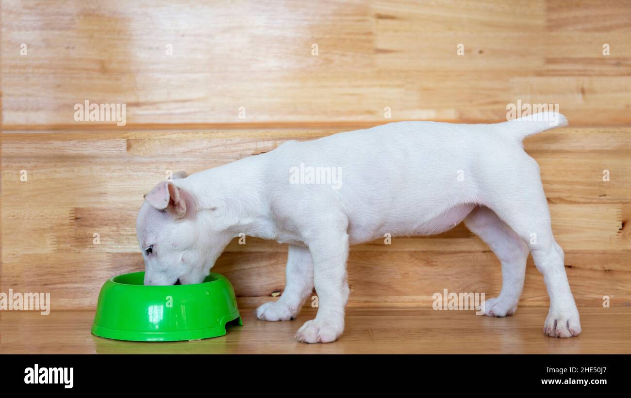 feeding dog food on dog bowl on wood floor in pet lover concept Stock Photo