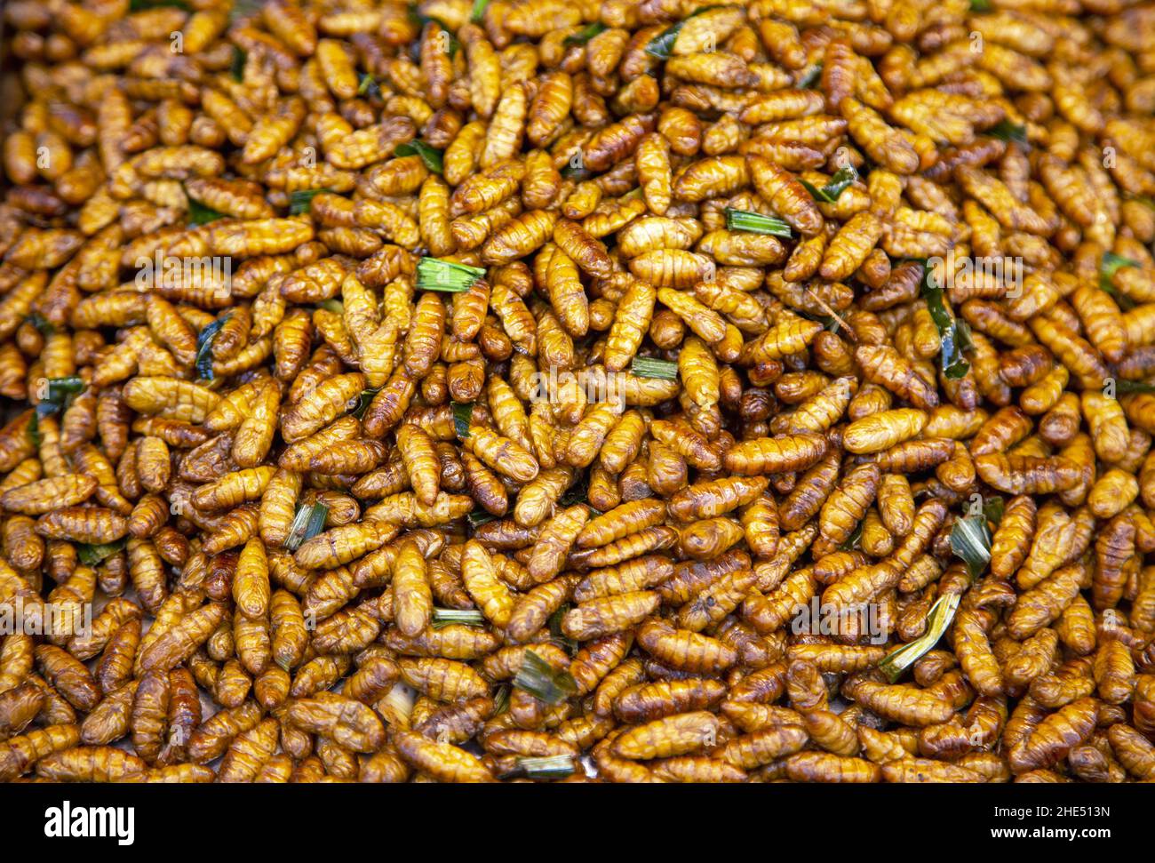fry worm with vegetable in thai snack street food. Worm is proteine