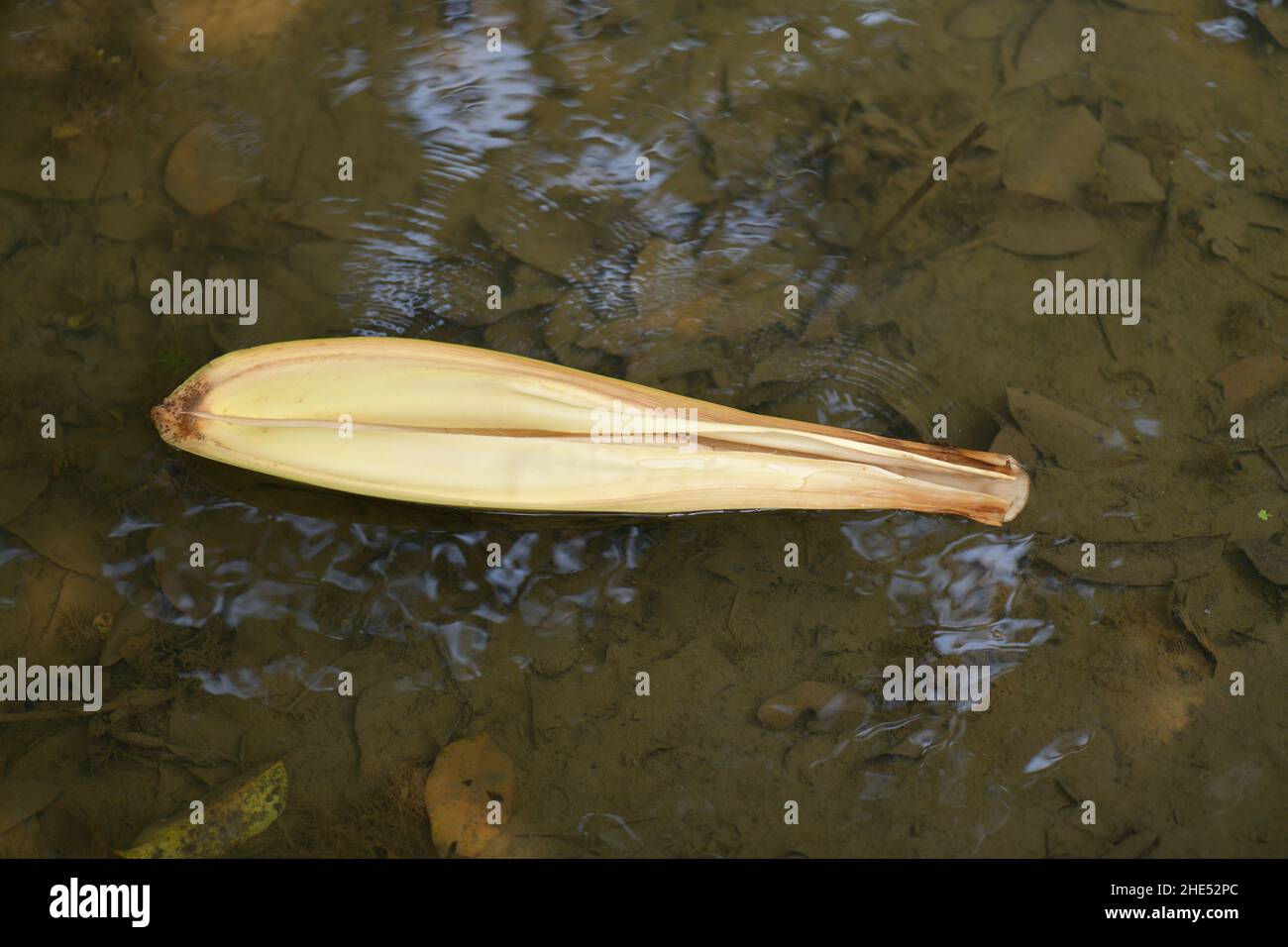 Areca Nut Flower Cover - Playing Boat Stock Photo