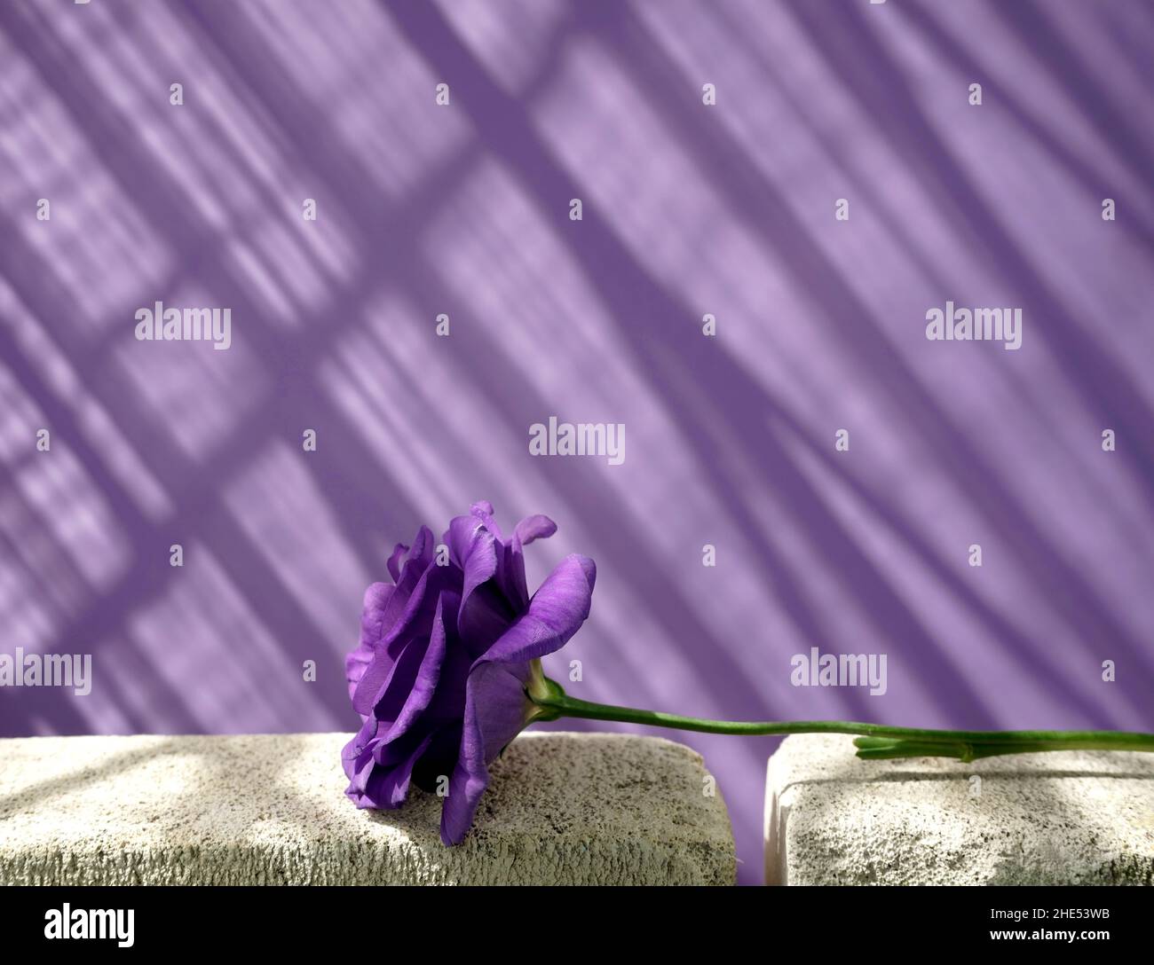 Violet flower Eustoma on white grunge concrete and drop shadow window against purple wall abstract texture background. Space for your text, design. Stock Photo