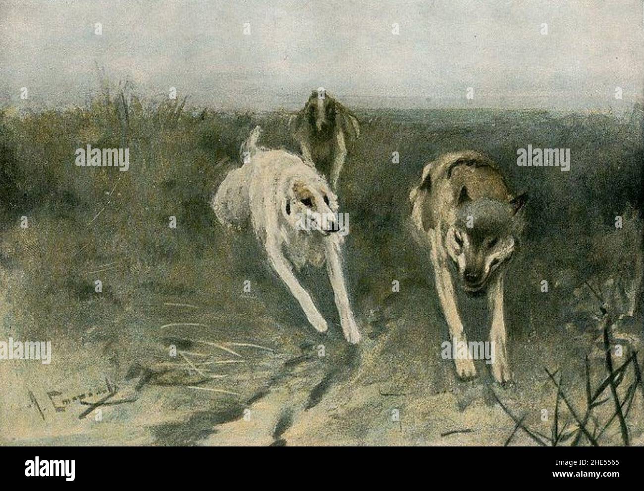 Russiche Windhunde verfolgen einen Wolf. Stock Photo