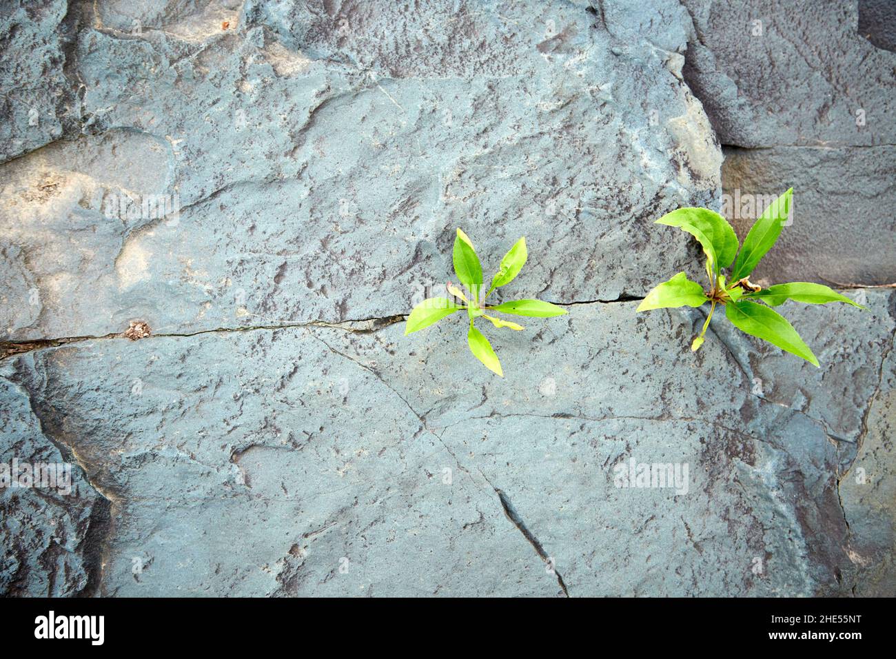 Close Up of Two Weeds Growing in Stone Facing 1 Stock Photo - Alamy