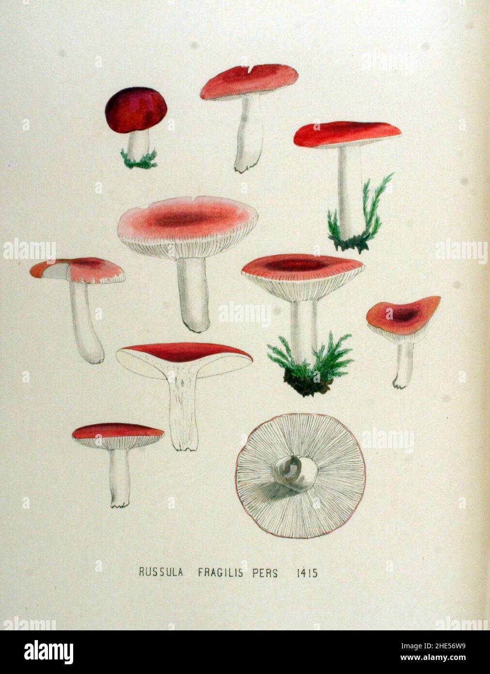 Russula fragilis — Flora Batava — Volume v18. Stock Photo