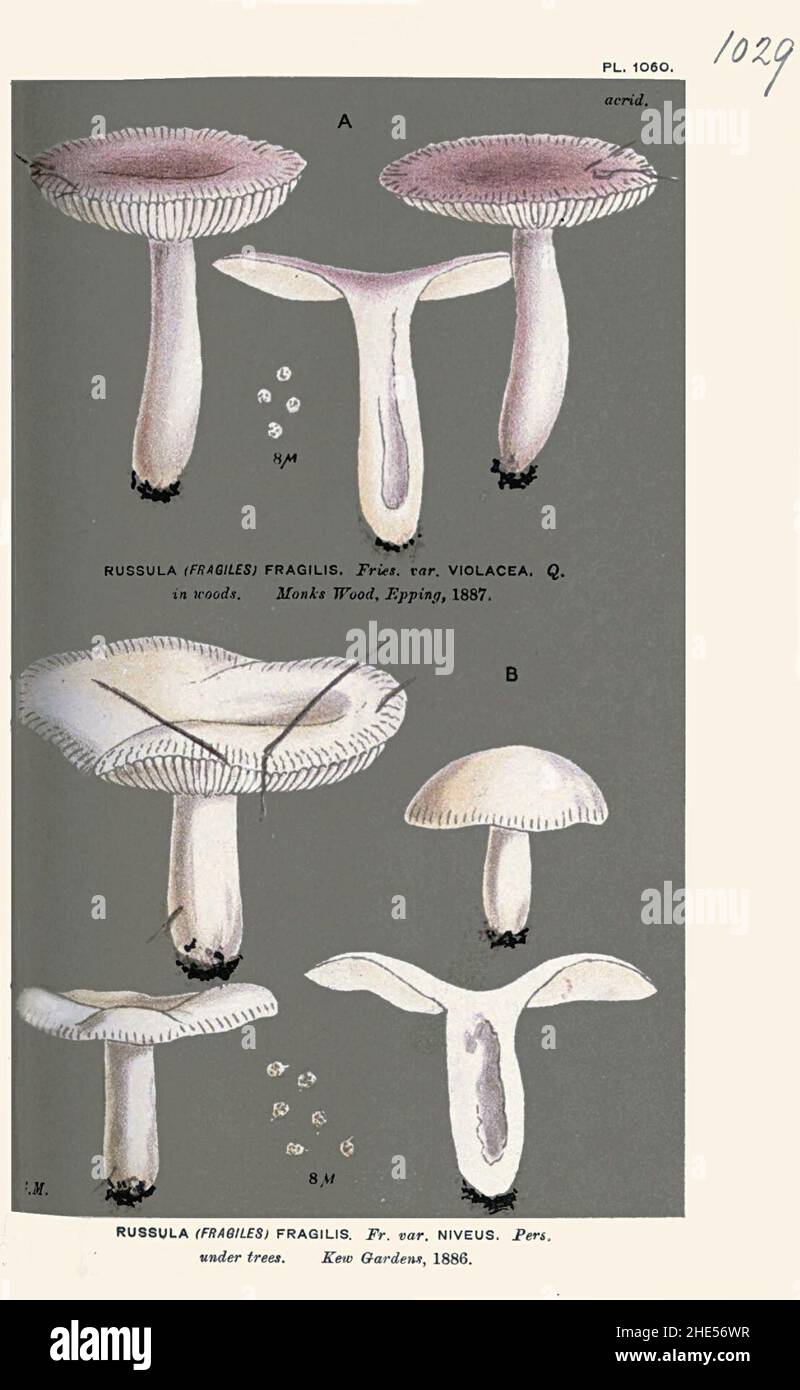 Russula fragilis-Cooke. Stock Photo