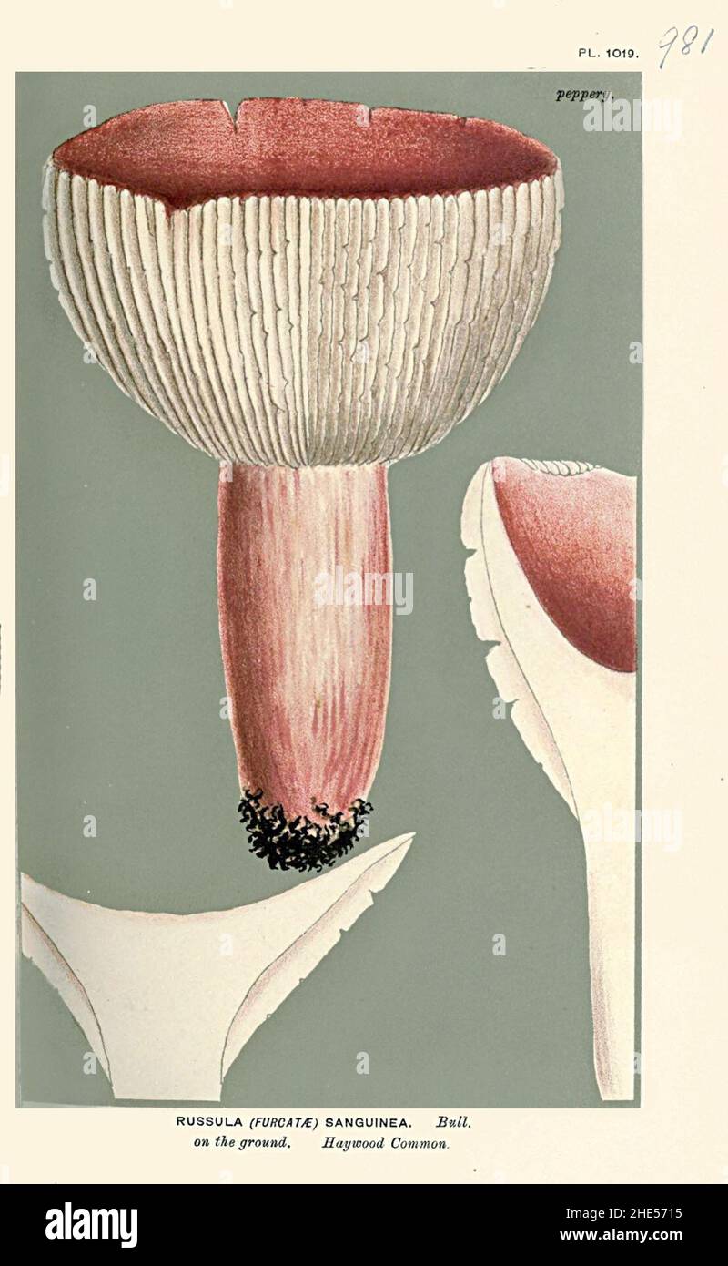 Russula sanguinea-Cooke. Stock Photo