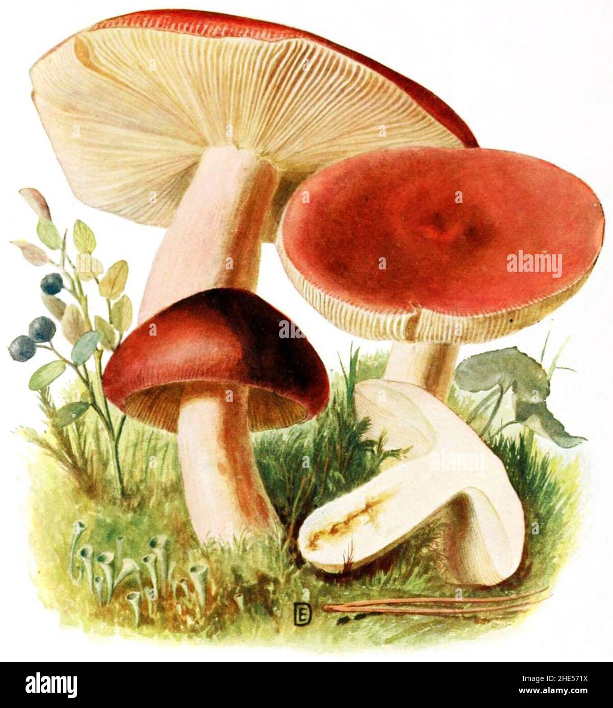 Russula-sanguinea-gramberg-1913-pilzederheimatei00gram 0075. Stock Photo