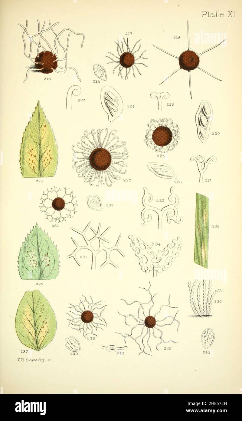 Rust, smut, mildew and mould (Plate XI) (6220483280 Stock Photo - Alamy