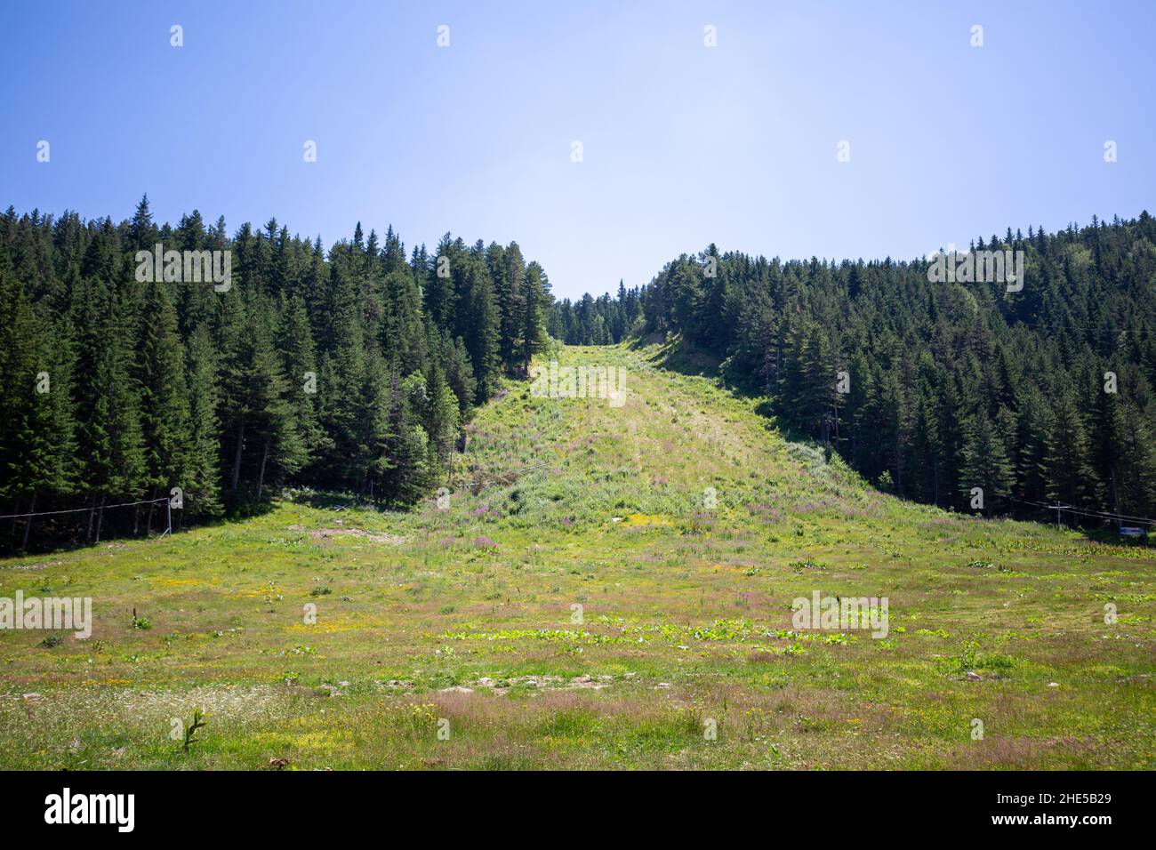 Beautiful landscape of meadow with pine trees under a blue sky Stock ...