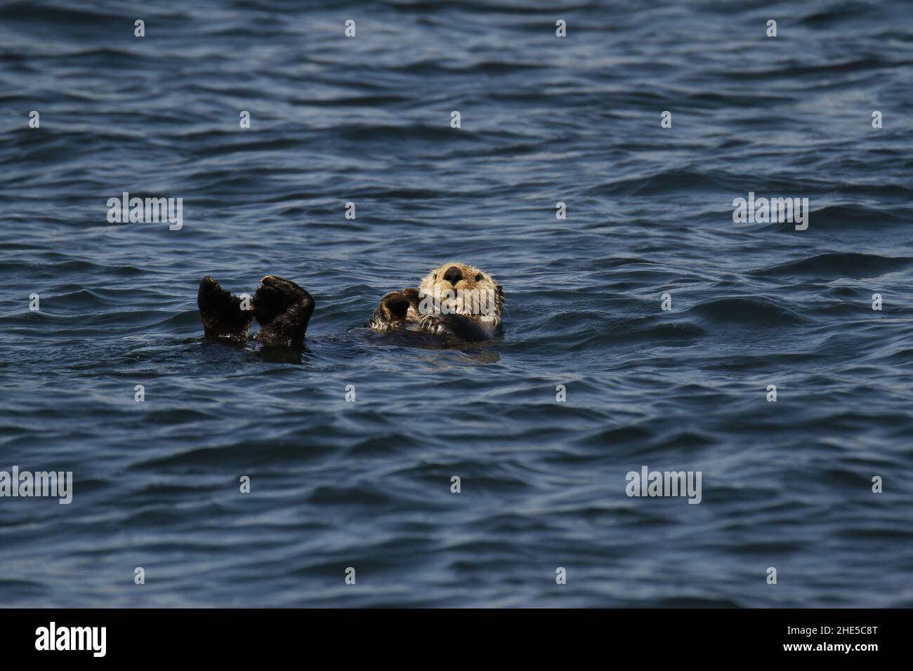 A Sea Otter (Enhydra lutris) floating on its back in the water with its feet up in the Pacific Ocean off Vancouver Island, BC, Canada. Stock Photo