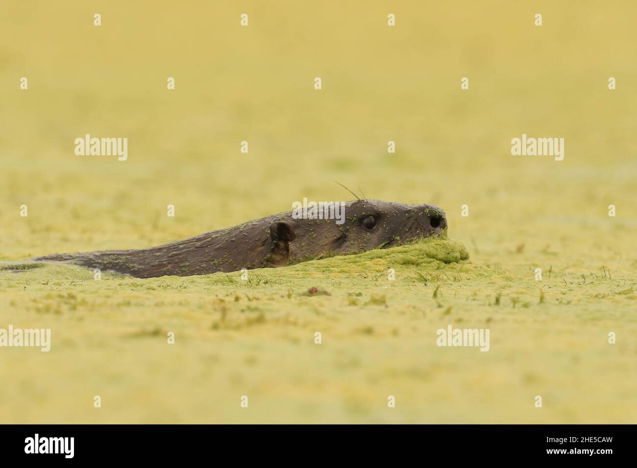 Skimming algae hires stock photography and images Alamy