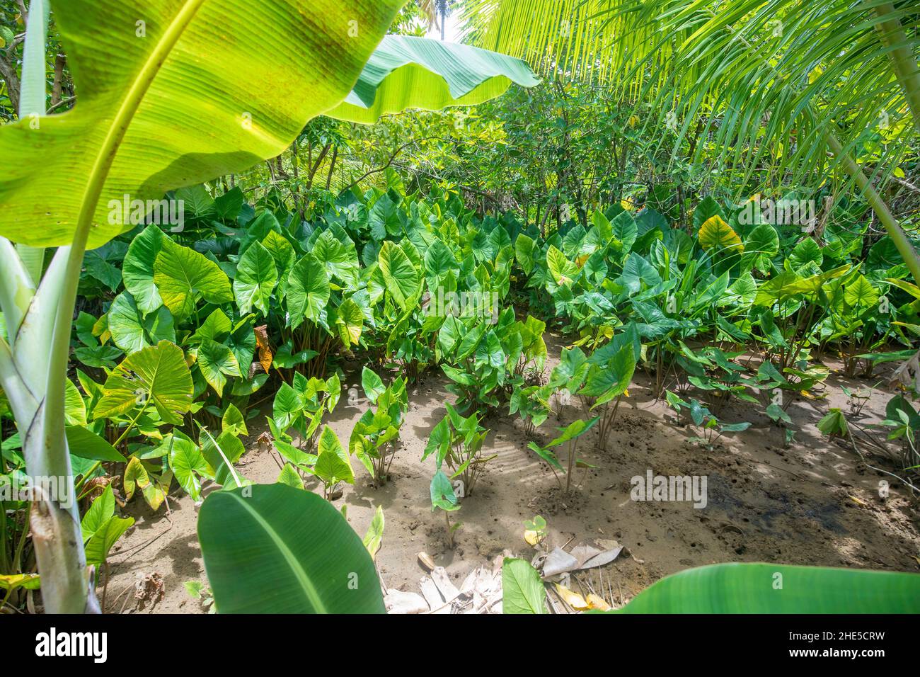 A taro field on the island of Yap, Federated States of Micronesia, Pacific Ocean. Stock Photo