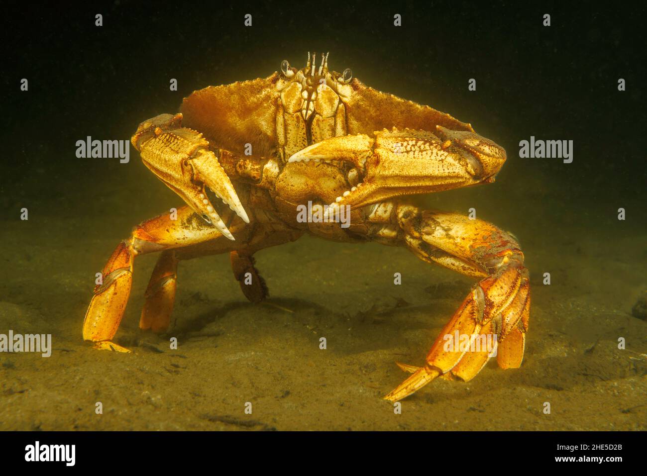 Dungeness crab metacarcinus magister british hires stock photography